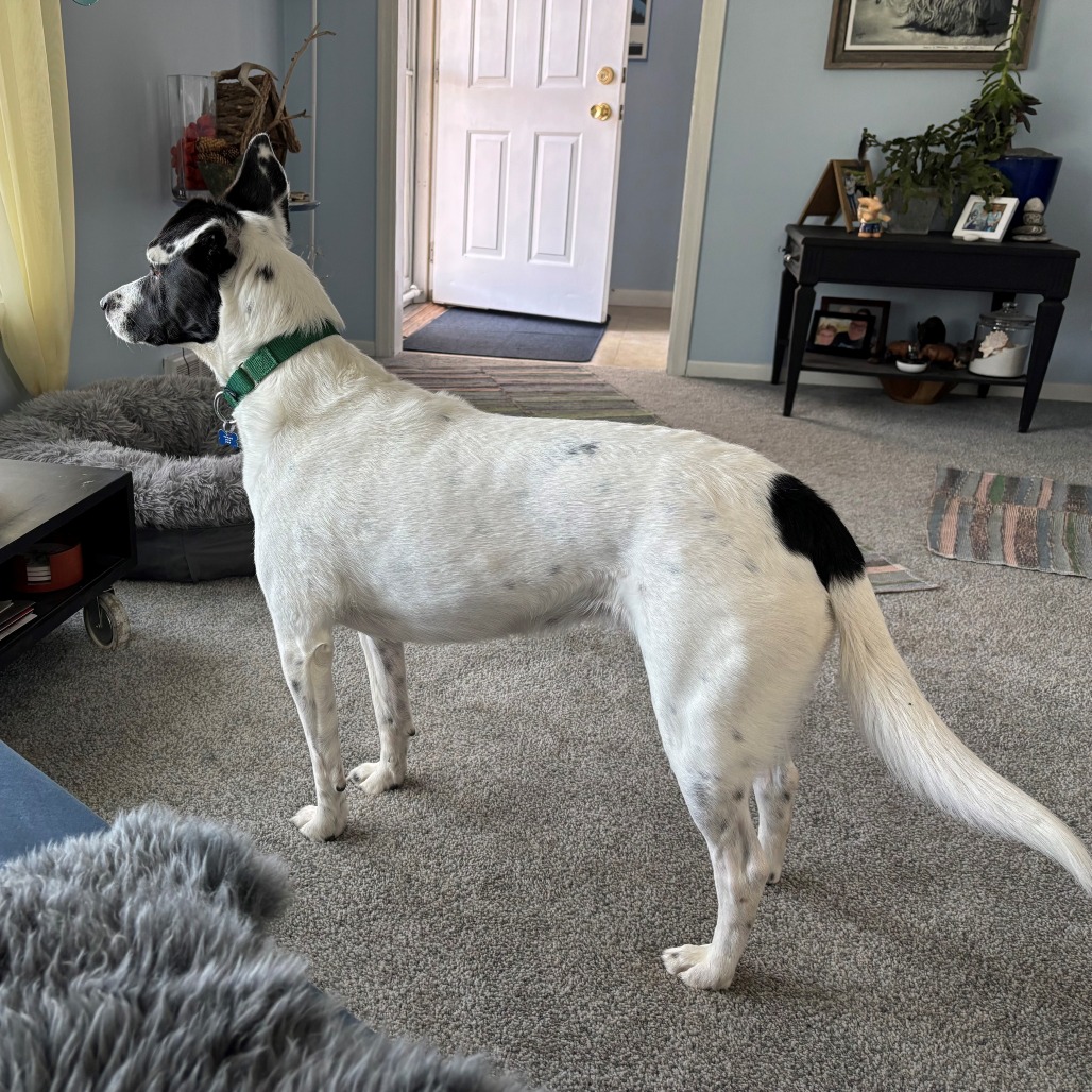 Brie--In Foster, photo 8