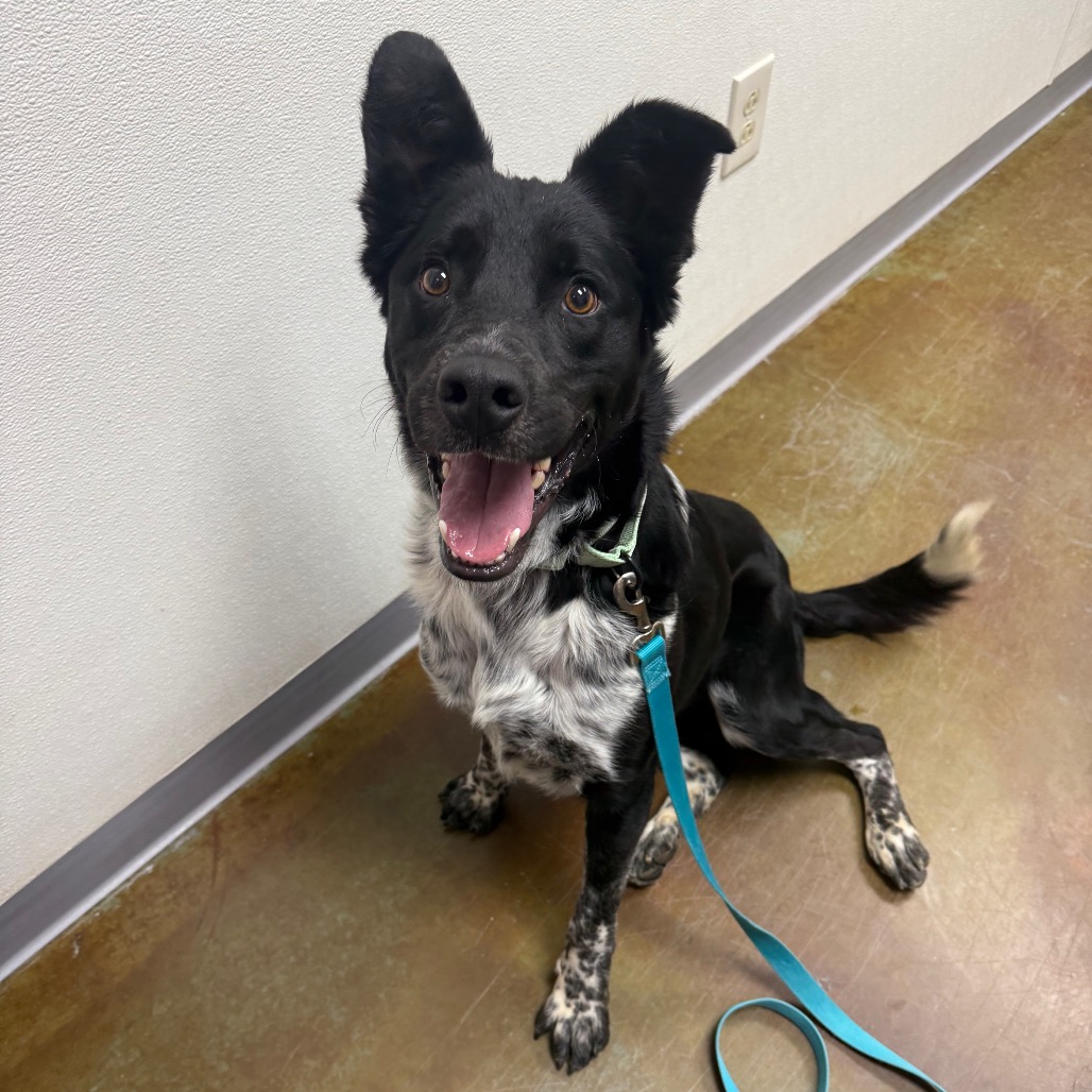 Ralph — thumbnail 2