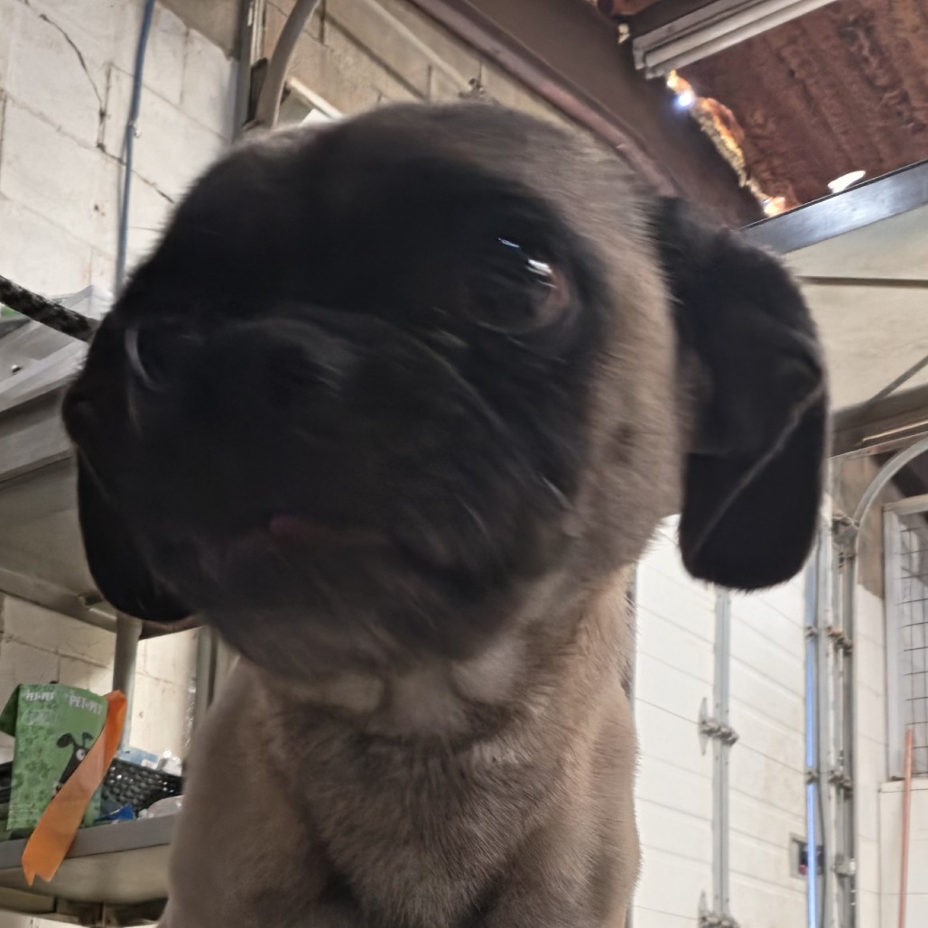 Rufus