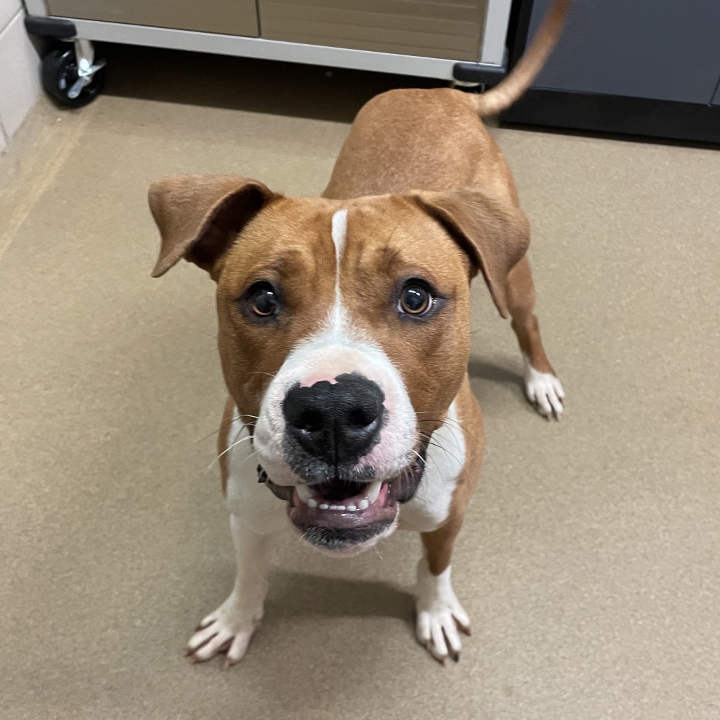 Buford — thumbnail 11