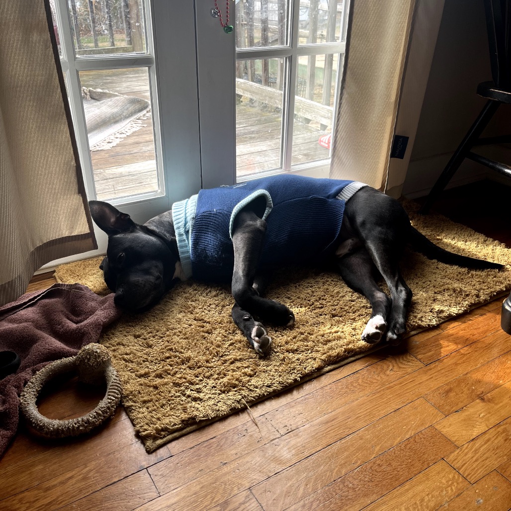 Bowser, photo 26