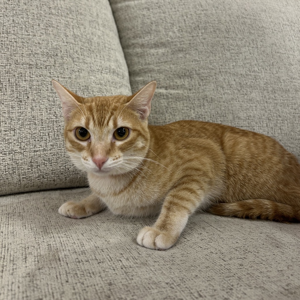 Nacho, photo 3