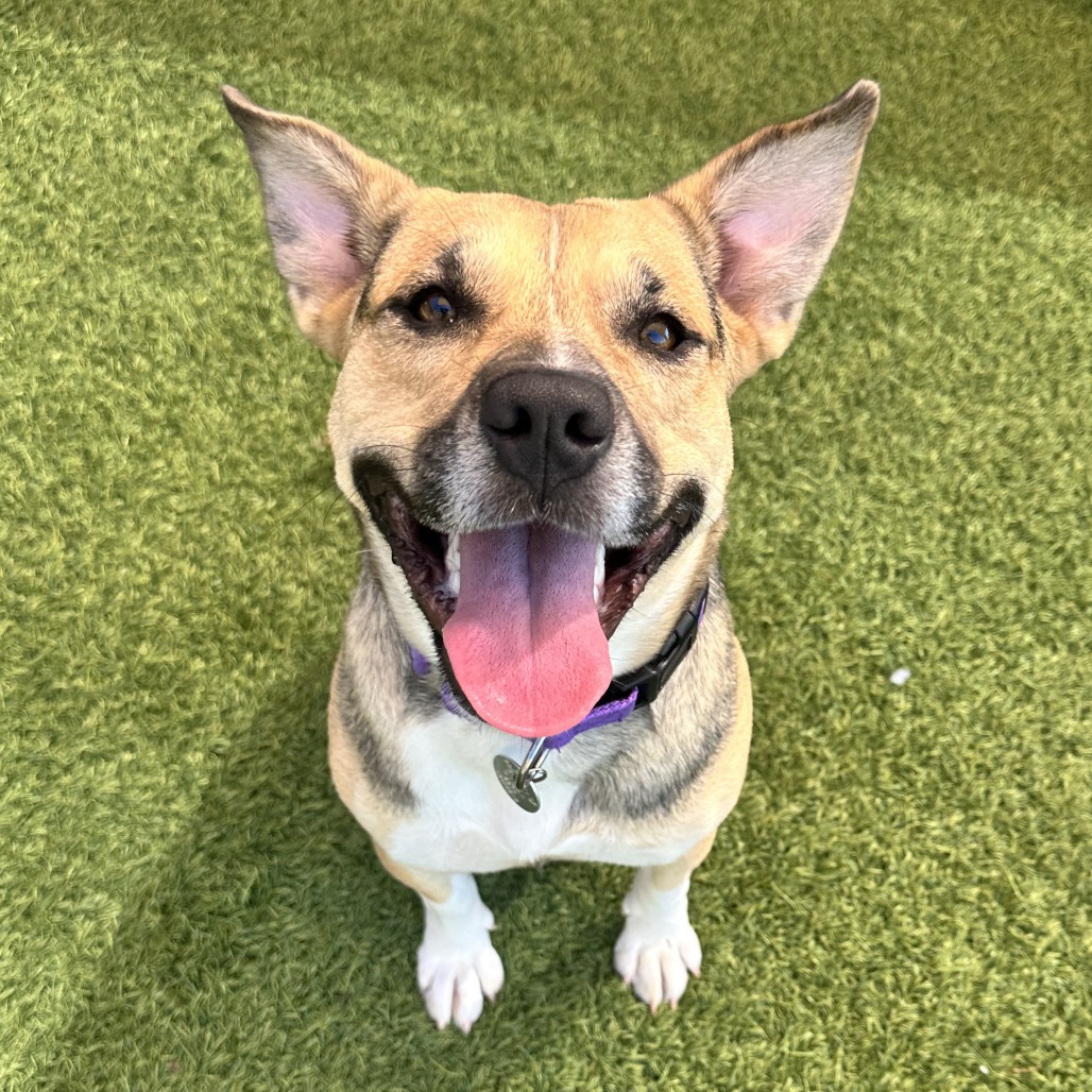 GWEN - Mixed Breed (Medium) available for adoption