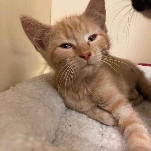 BEE - Domestic Shorthair available for adoption