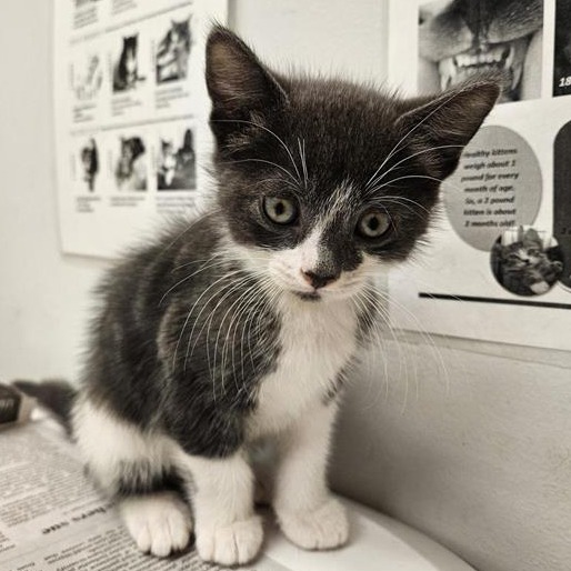CLUB - Domestic Shorthair available for adoption