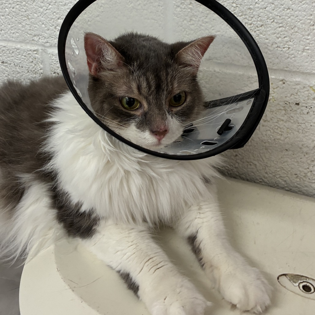 GRACIE - Domestic Shorthair available for adoption