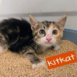 KITKAT - Domestic Shorthair available for adoption