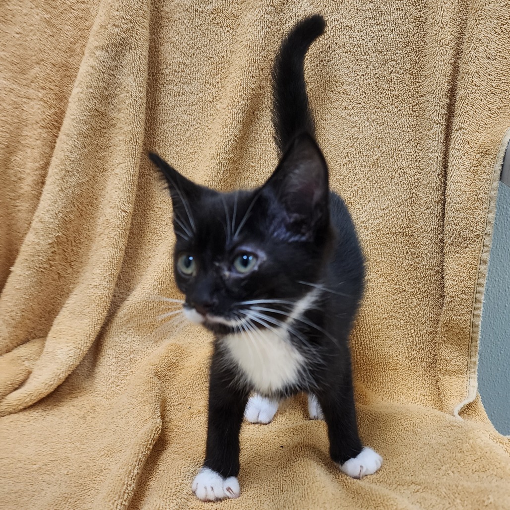 Peso — thumbnail 3