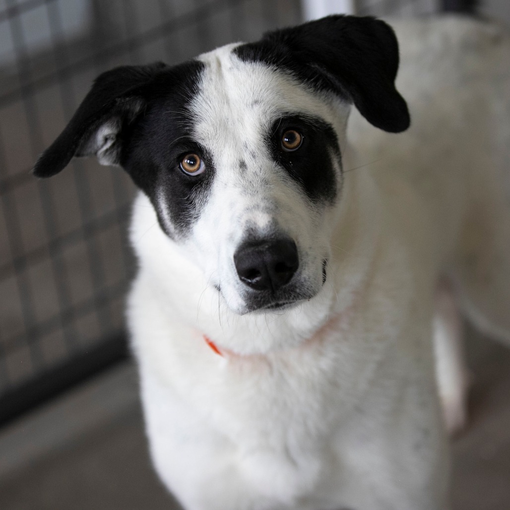 POLKA DOT (AG26-211) - Pyrenees, Great / Husky available for adoption