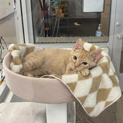 Milo