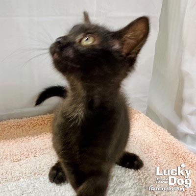 WHISPER - Domestic Shorthair available for adoption