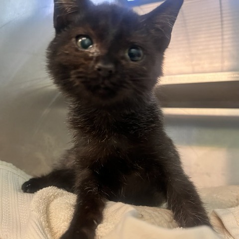 CHICKEN SANDWICH - Domestic Shorthair available for adoption