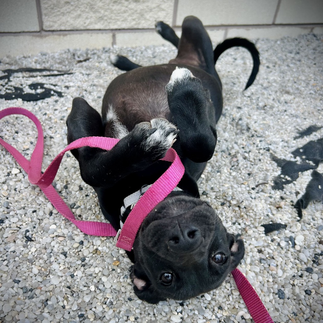 Mixed Breed