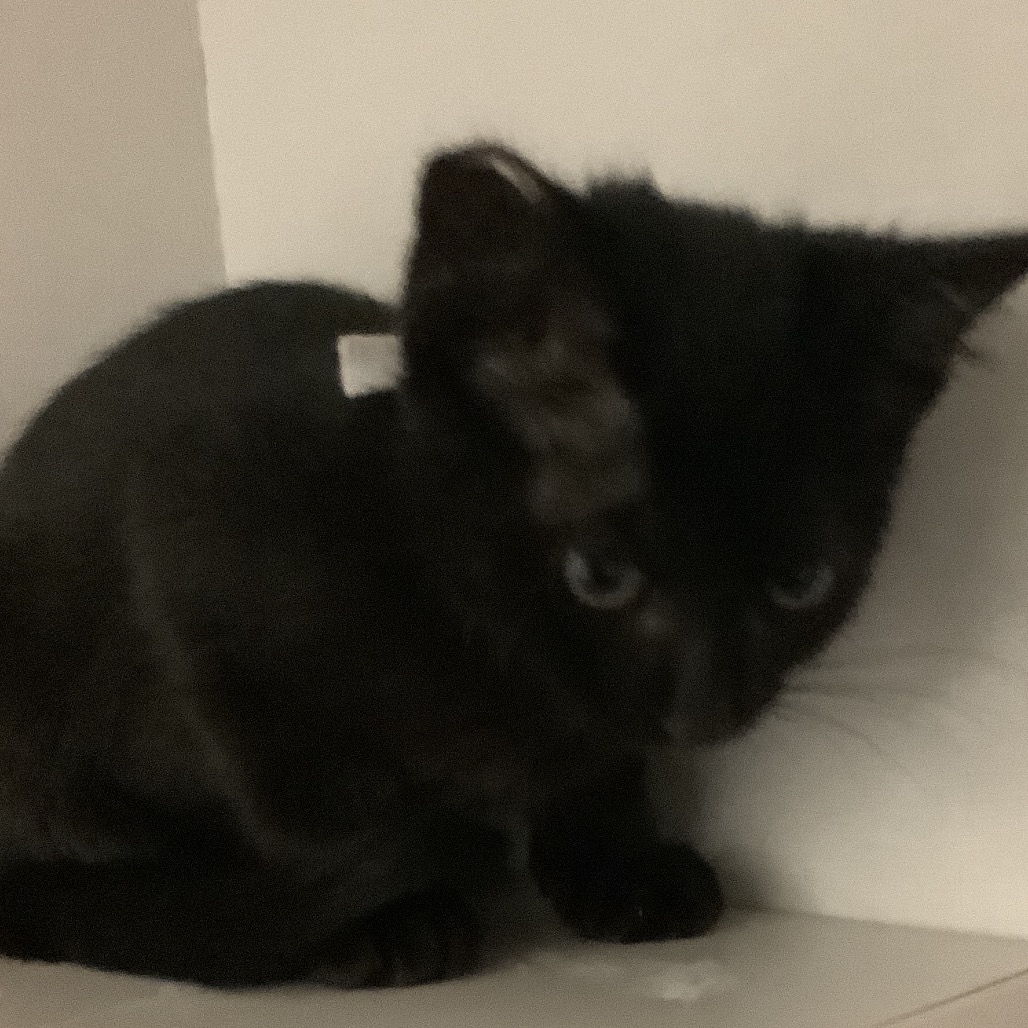 Earth (white collar) - Domestic Shorthair