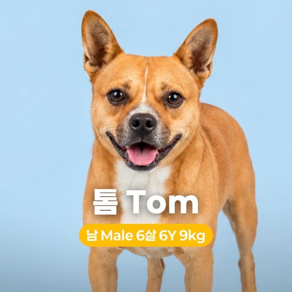 Korean Jindo