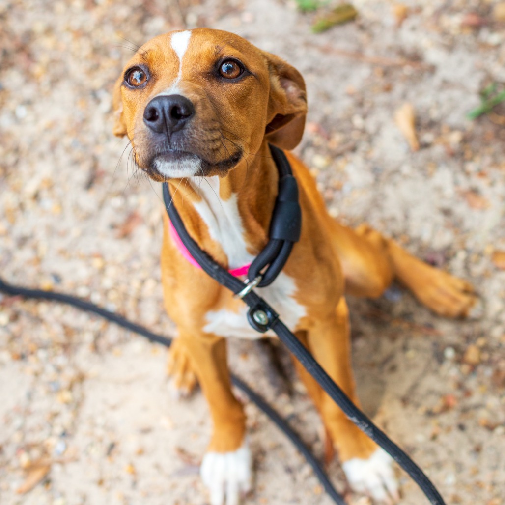 BABY GIRL - Beagle / Terrier available for adoption