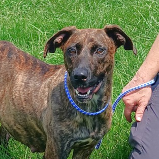 Robin, Hound, Plott/Mixed Breed (Medium)