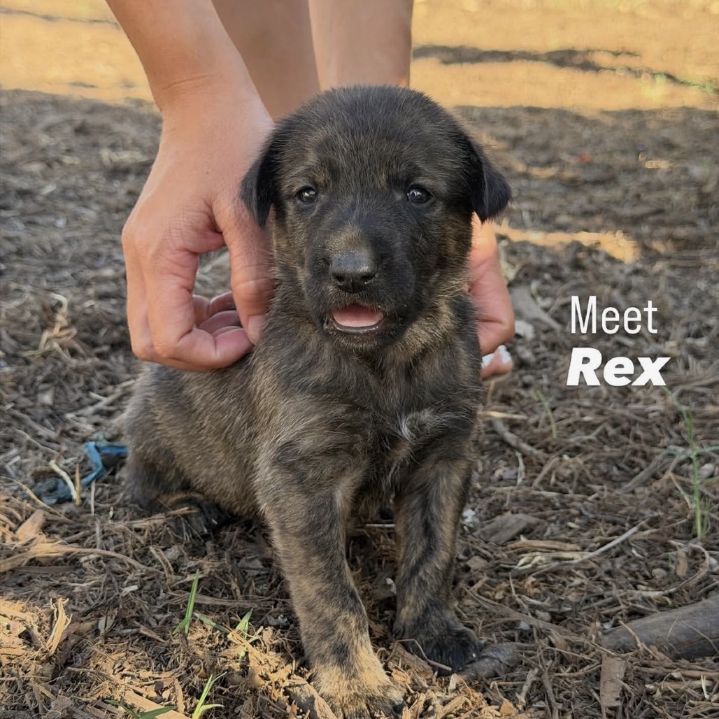 Rex