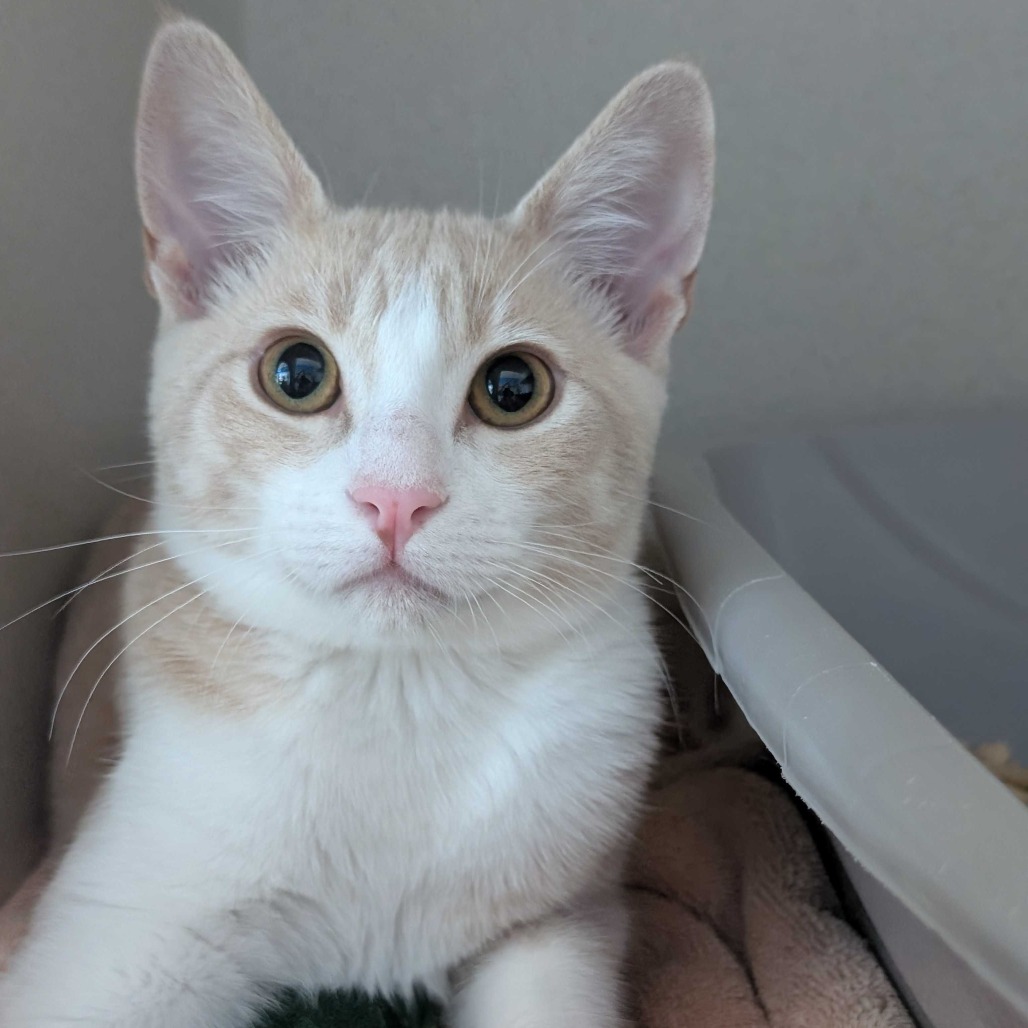 Fox - Domestic Shorthair