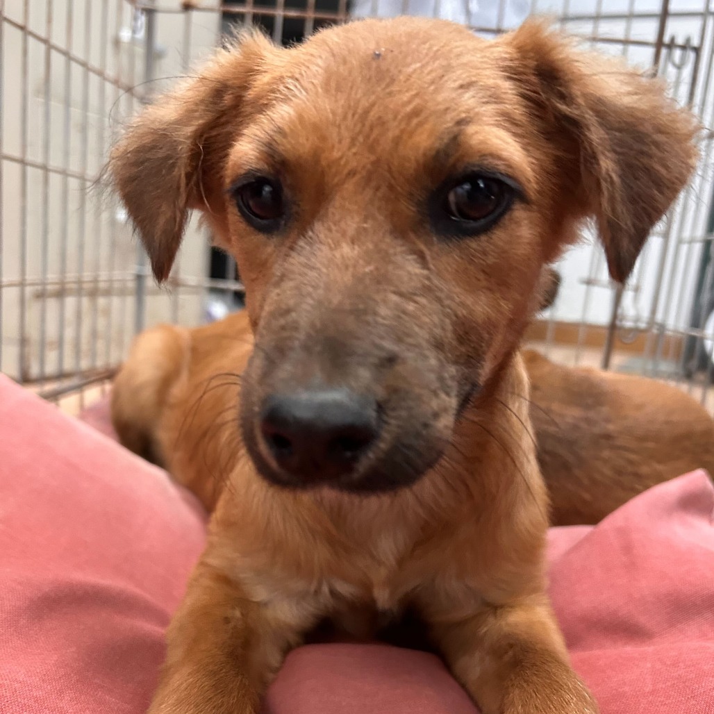 LOLA - Shepherd / Mix available for adoption