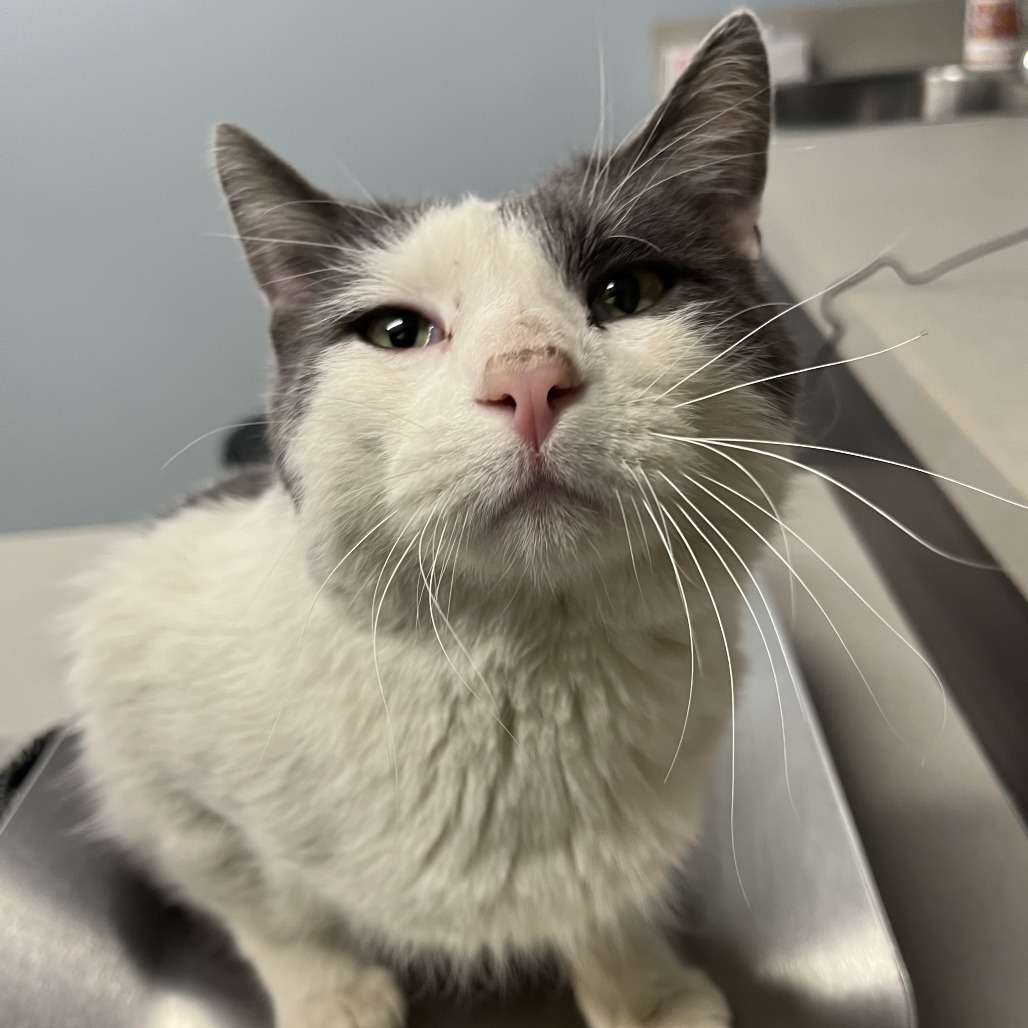 Dr. Dirk — thumbnail 2