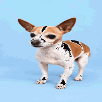 Tortilla