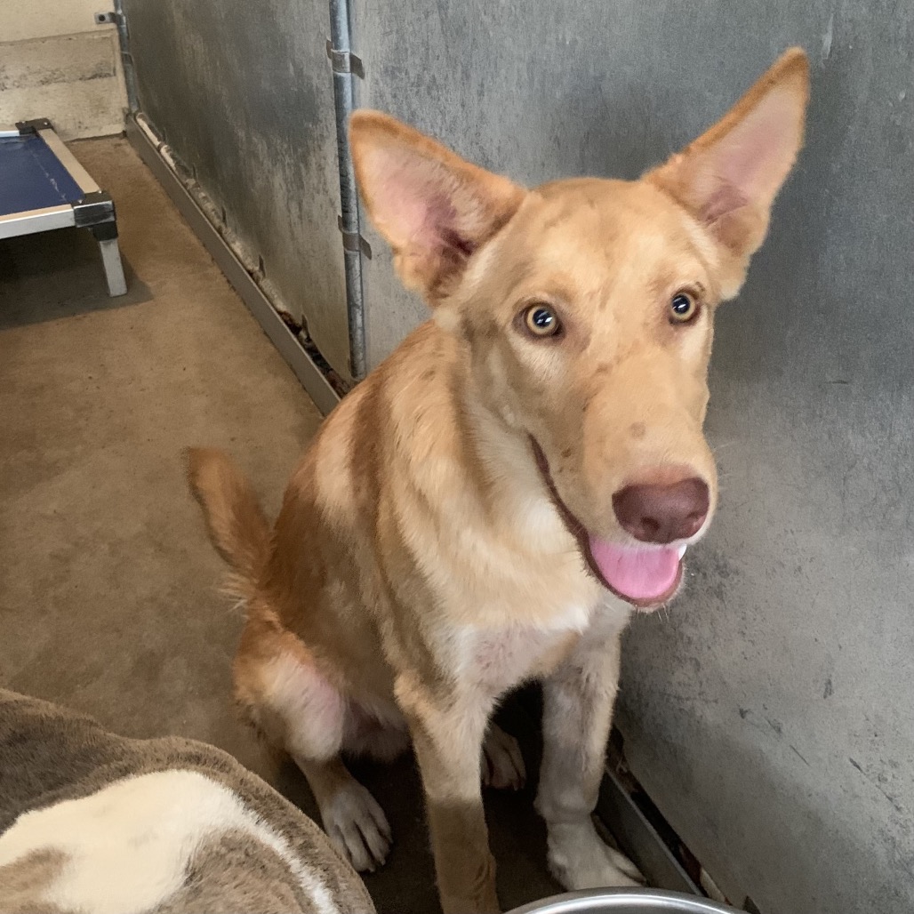 BLIP - Shepherd / Mixed Breed (Medium) available for adoption