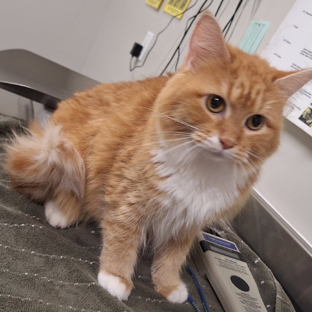 Cheesepuff