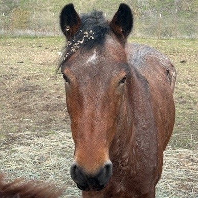 Bella 's preview photo