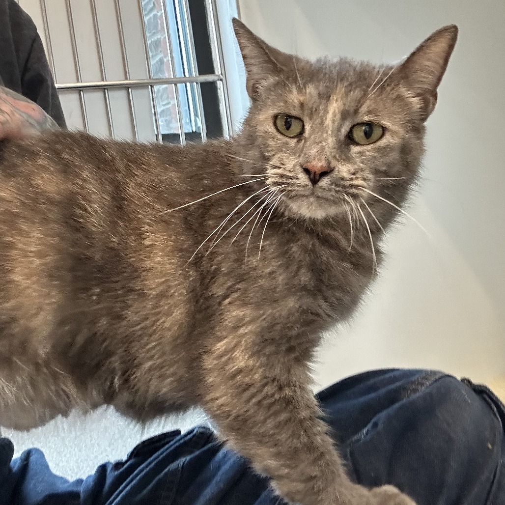 GREY SEAL - Domestic Shorthair available for adoption