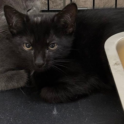 COREY - Domestic Shorthair available for adoption
