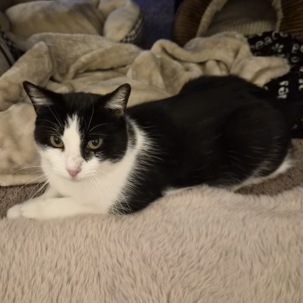 PUDDLES - Domestic Shorthair available for adoption