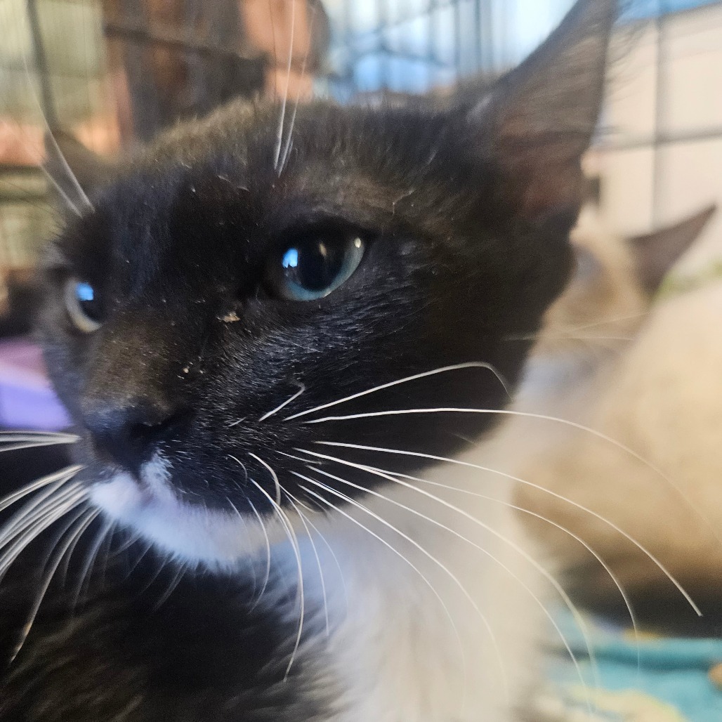 VICKY - Domestic Shorthair available for adoption