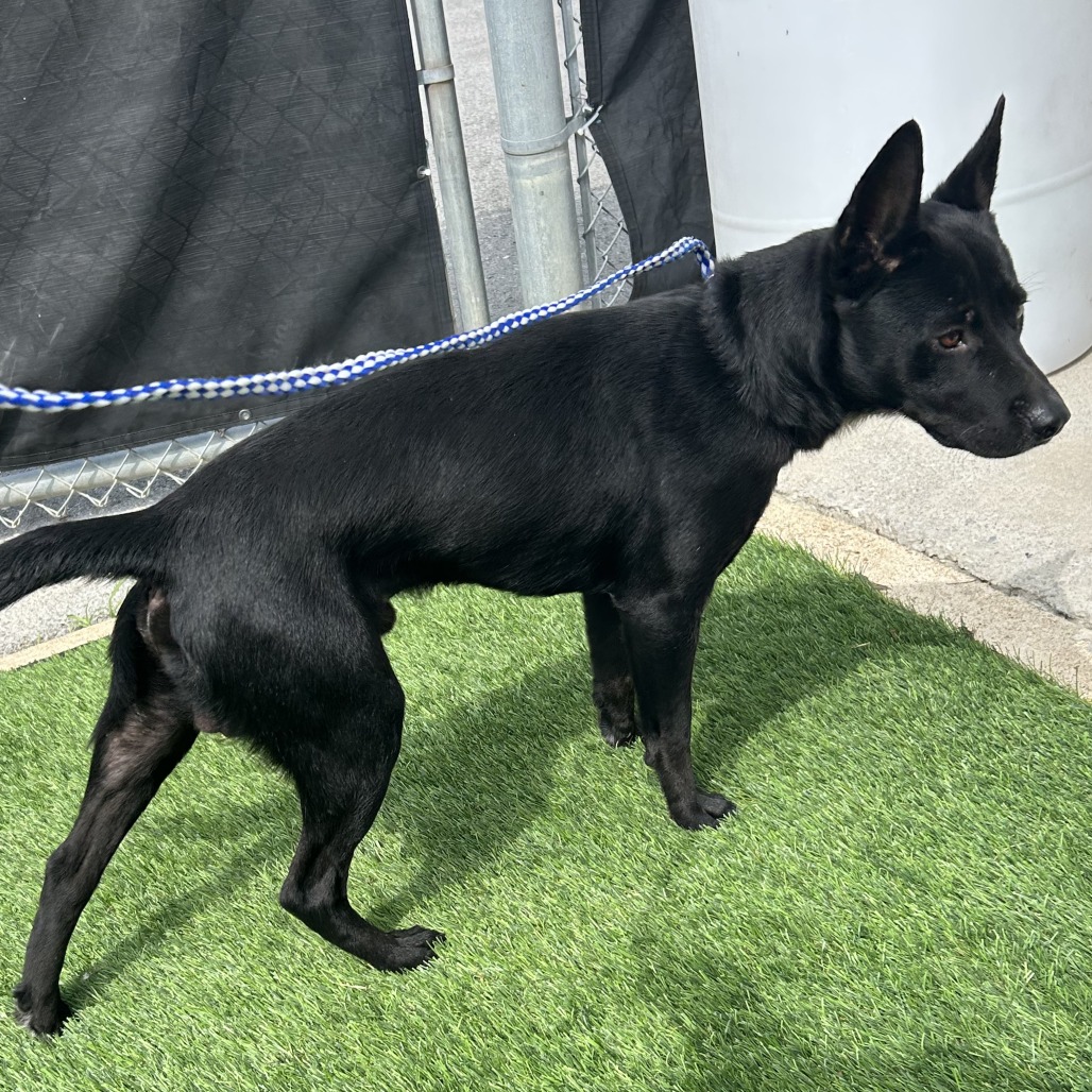 FRED - Cattle Dog / Mixed Breed (Medium) for adoption in Chattanooga