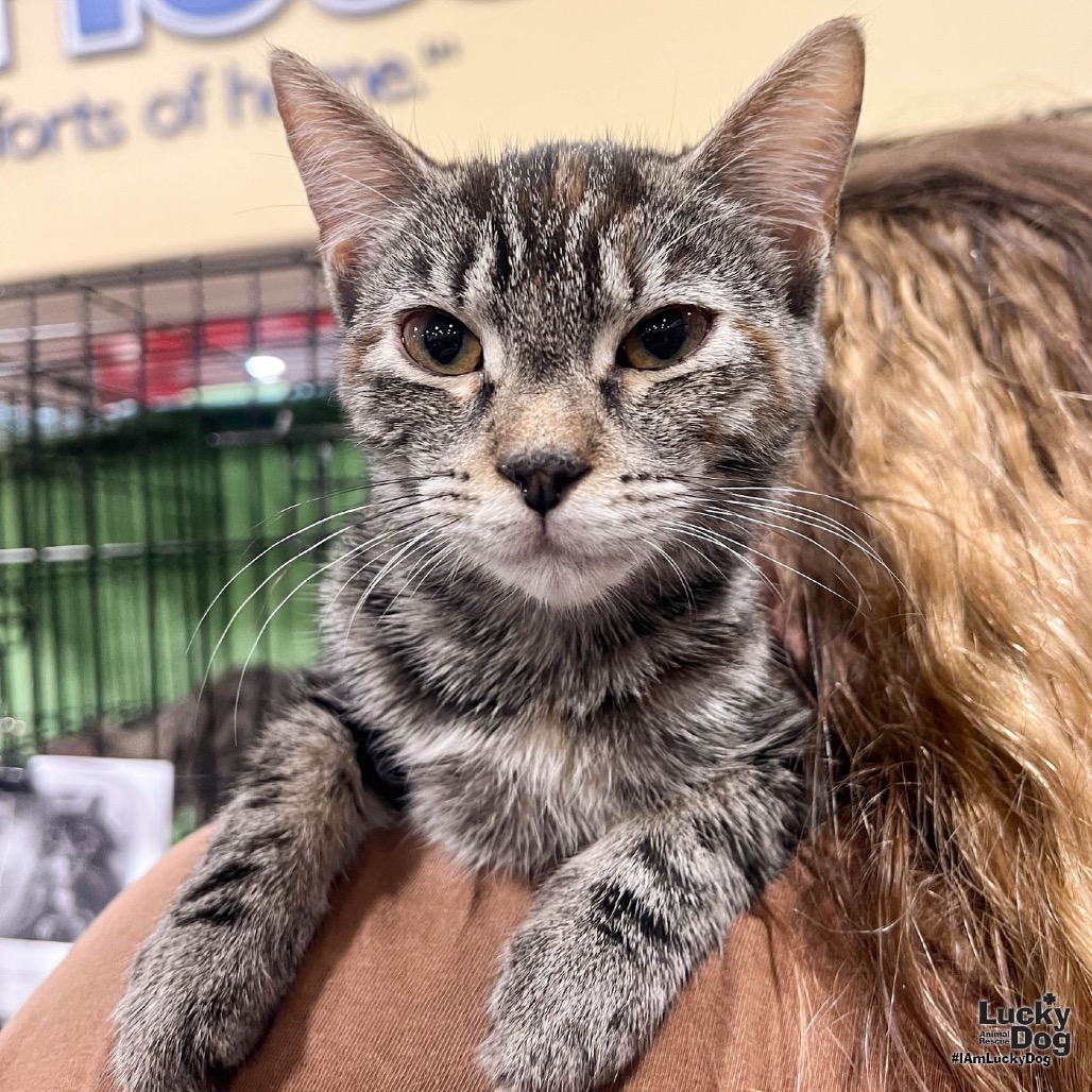 LILLYBETH - Domestic Shorthair available for adoption