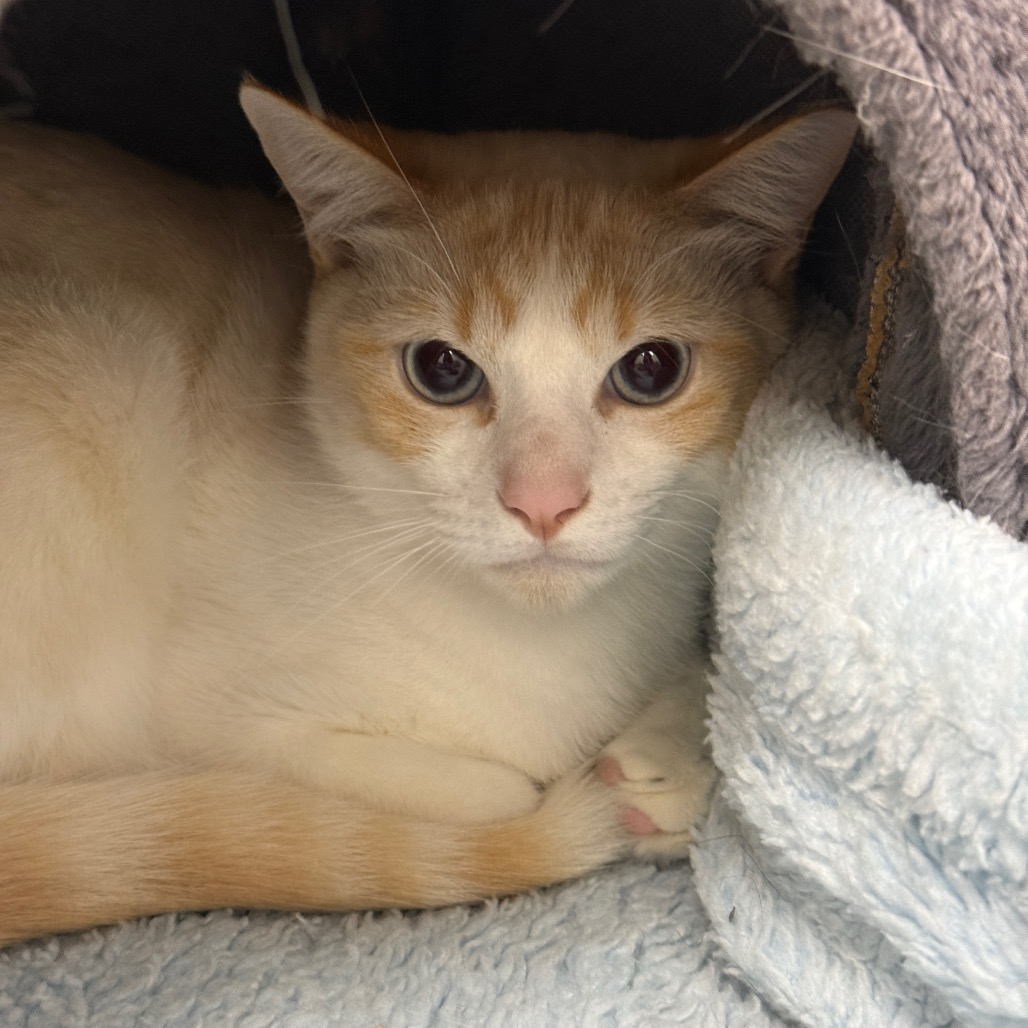 Peeta — thumbnail 2