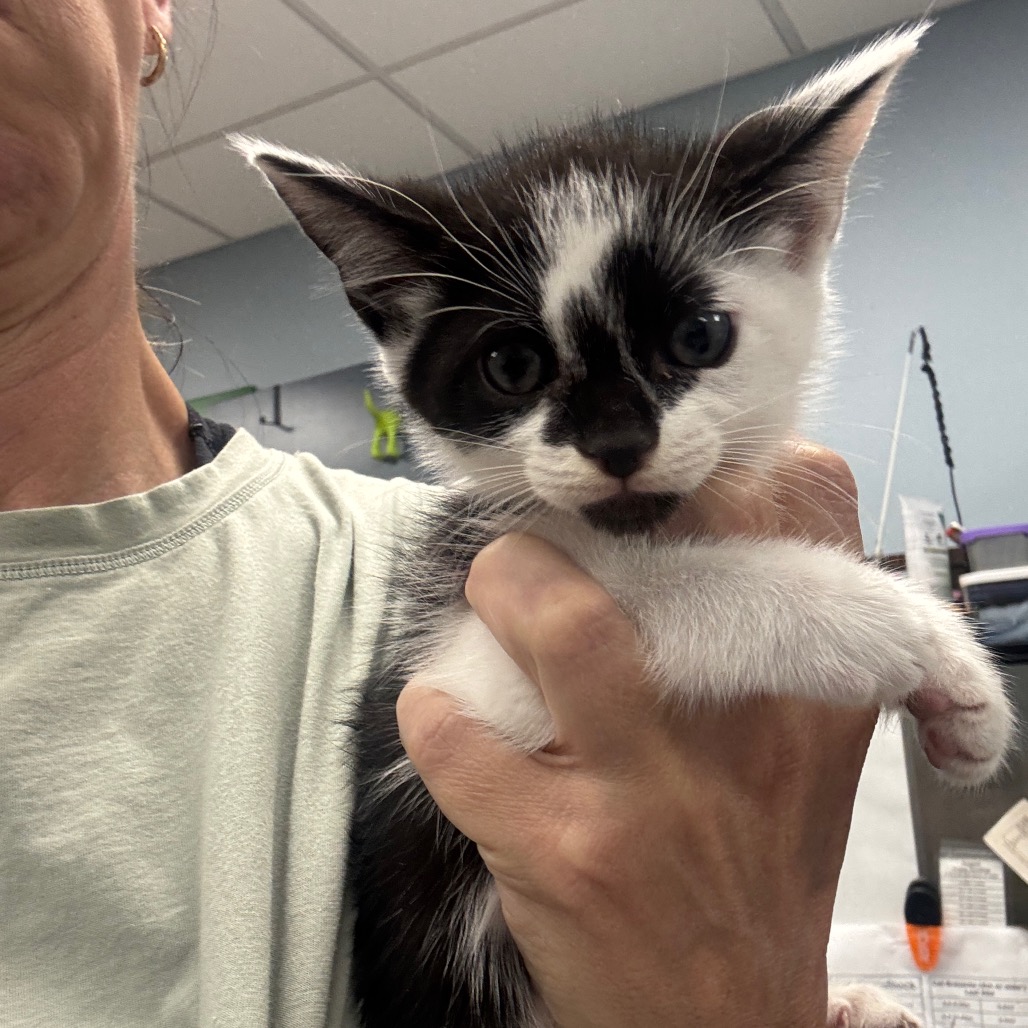 OLLIE - Domestic Shorthair available for adoption