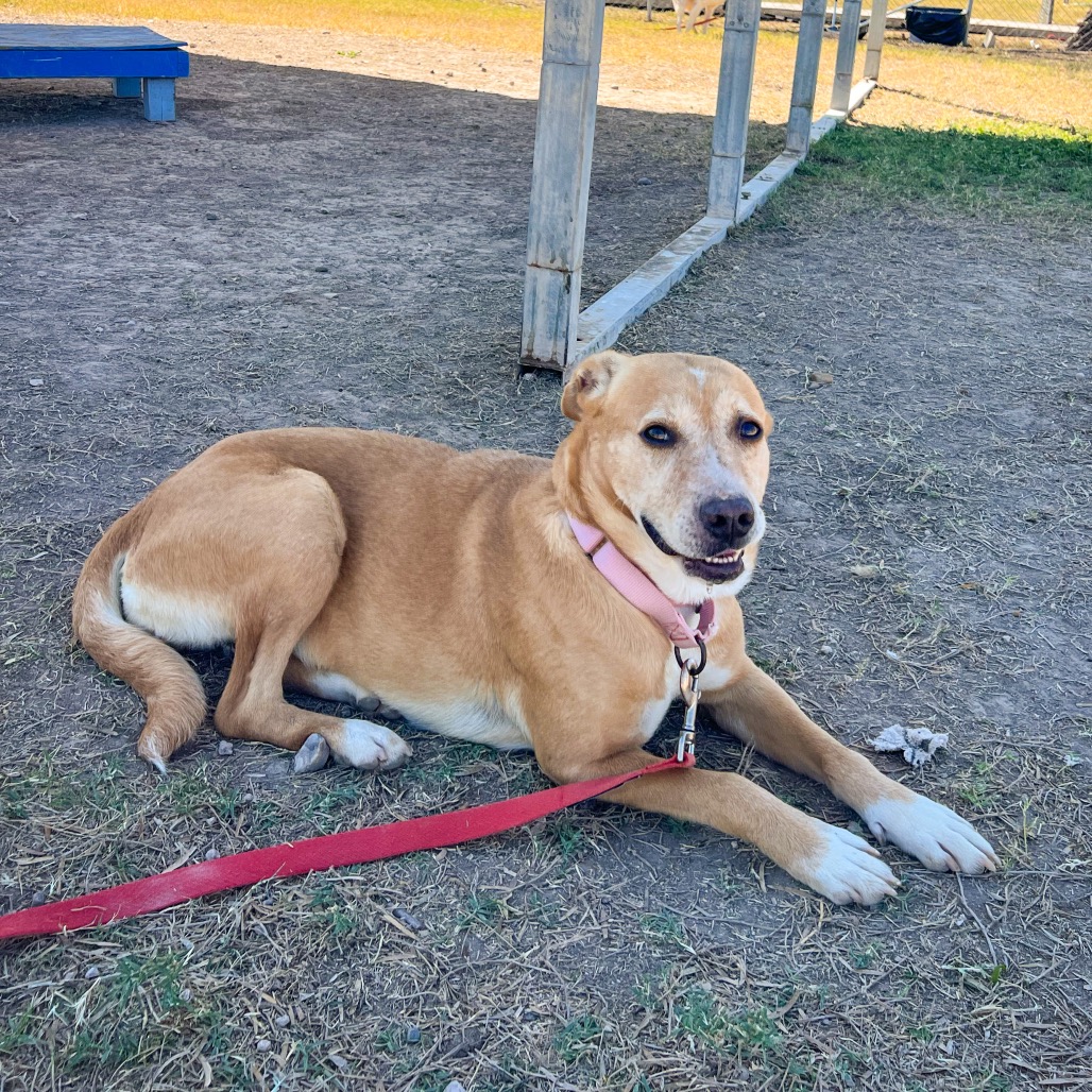 KATY - Shepherd available for adoption