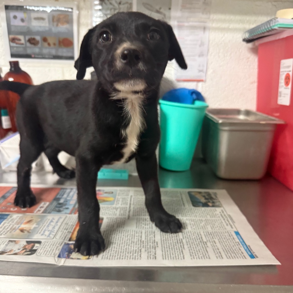 BUNZ - Retriever, Black Labrador / Shepherd available for adoption
