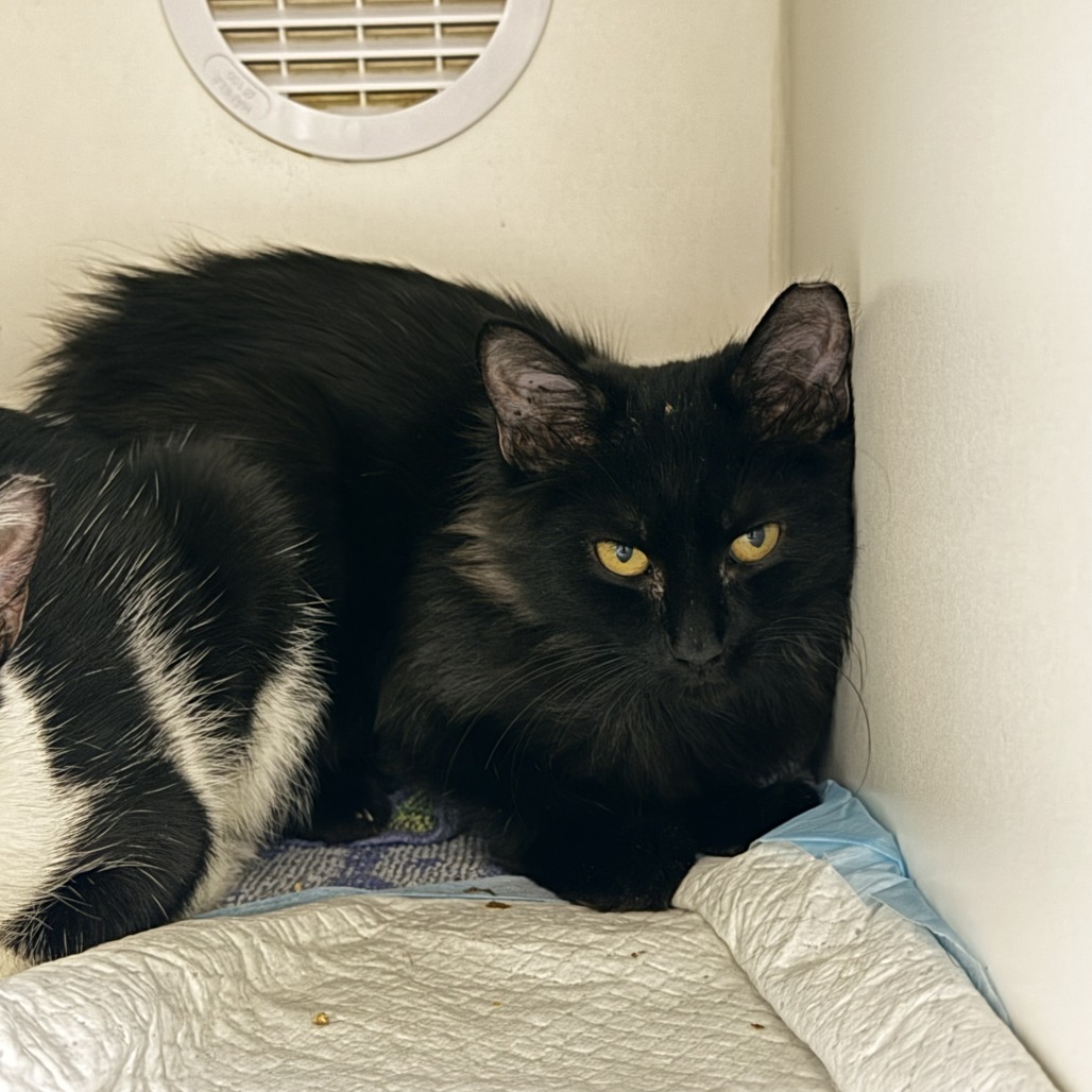 Jiji: Male 5 Domestic Shorthair