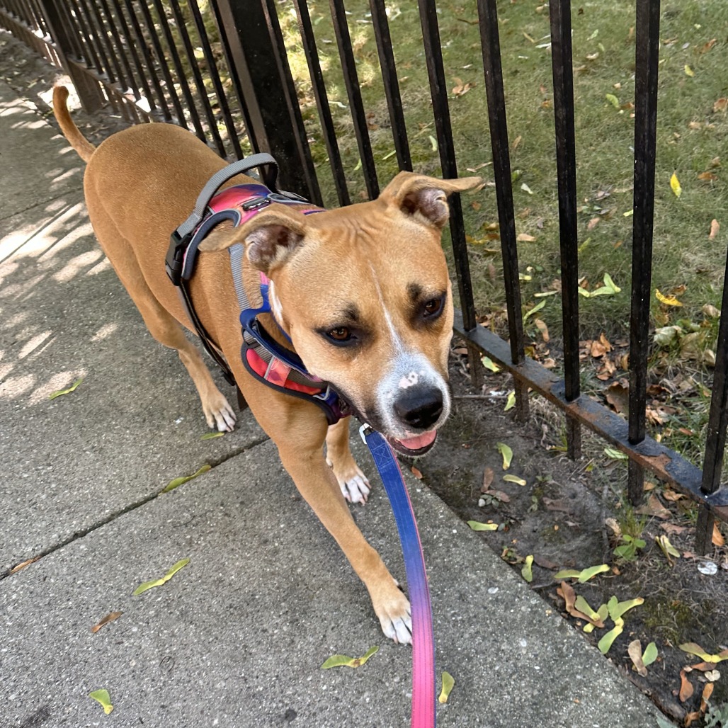 Queen — thumbnail 4