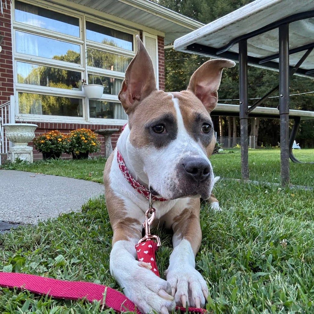 Isabella (formerly Diamond)