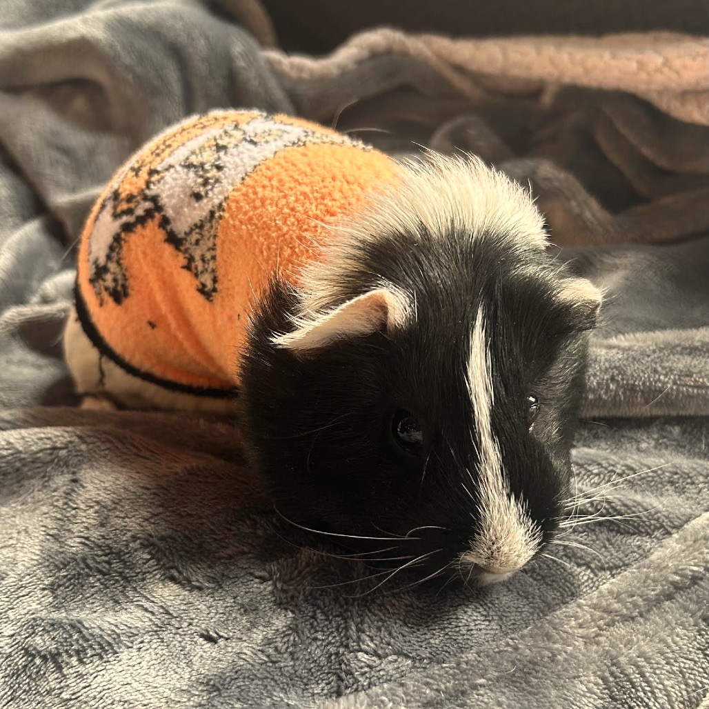 Oreo M12107
