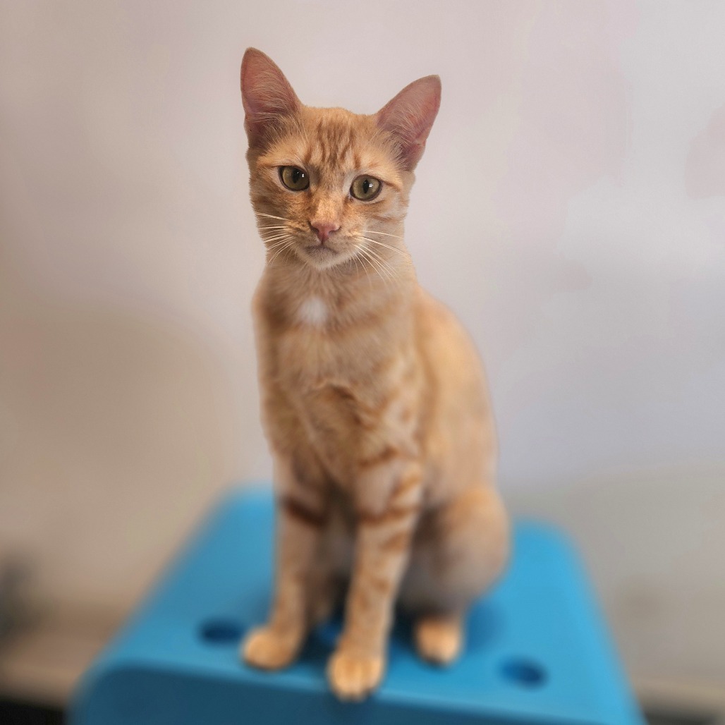 Blake Chino Hills Location Is Available For Adoption At Priceless Pets Blake Chino Hills Location Is Available For Adoption At Priceless Pets