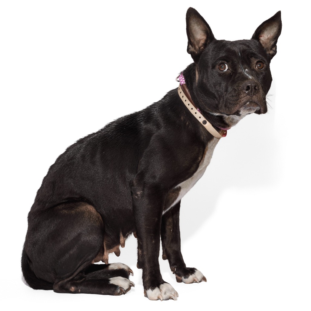 Queen — thumbnail 5