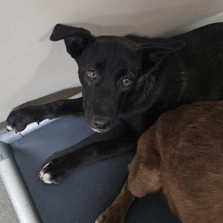 Kennel#19a's preview photo