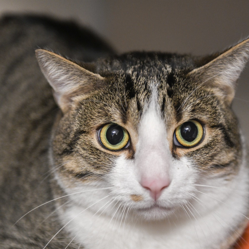 Flekka - Domestic Shorthair