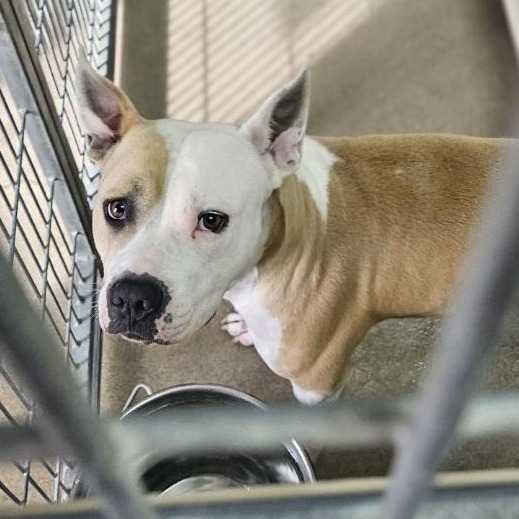 Kennel#17 Trina's preview photo