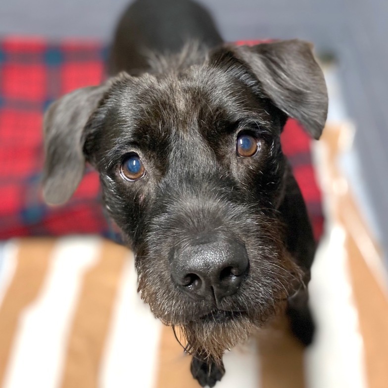 Close-up photo of Scraggles