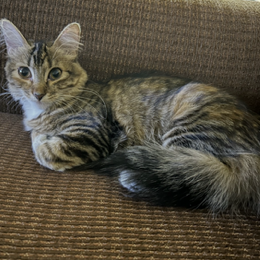 BROOKLYN - Domestic Medium Hair available for adoption